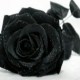black_rose_713