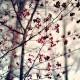 dalia_