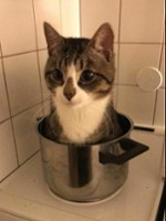 lovecats69