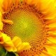 sunflower_fw