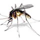 NastyMosquito