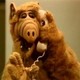 Malic___Alf
