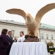 czekoladowy_orzel