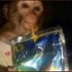Monke