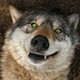 der_Wolf