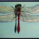 WingsOfTheDragonfly