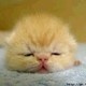 agata_855
