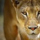 LionessLovesTiger
