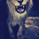 goldcat