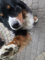 eDan