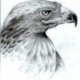 eagle6001
