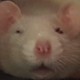 ldmon