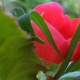 paula_65