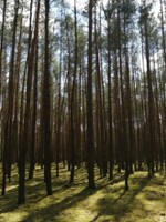 bardzo_zgryzliwy_tetryk