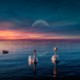 blondi03018921