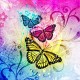 butterfly6