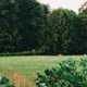 aurorapeel
