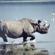 rhinoceros83