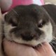 otter_anetka
