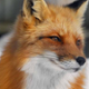 Lisek_Tod