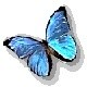 butterfly_5