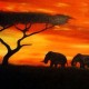 Afrika