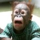 Ape
