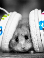 djmysz