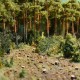 Forest_ranger