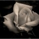 only_silence