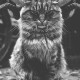 sQbana