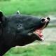 okrzyk_tapira