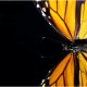 blackbutterfly