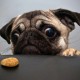 The_Pug
