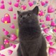 Neko_Jo
