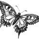 madame_butterfly_4