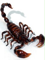 Scorpix