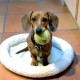 puppy06