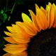 janis_10