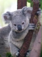 koala111