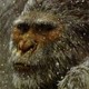 Bezmozgie_Yeti