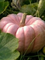 Pumpkin_Pumpkin