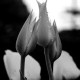 lubie_tulipany1
