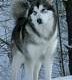 kaska_105