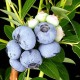 blueberry09