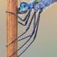 Odonata_Blue