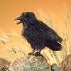 Raven_10