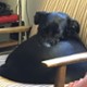 misspuppet