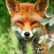 foxyvixen