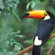 tukan_2